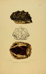 Tent Tortoise photo 3