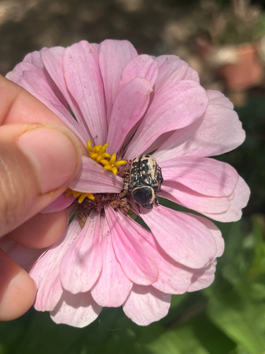 Kern's Flower Scarab
