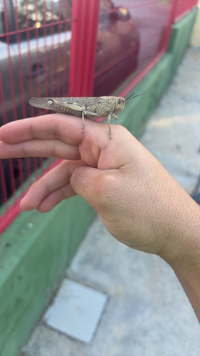 Egyptian Bird Grasshopper