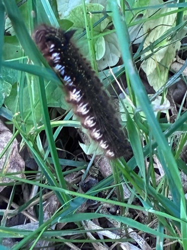 Drinker Moth