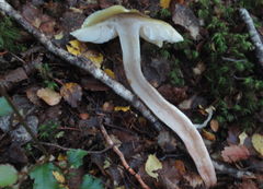 Tricholoma viridiolivaceum