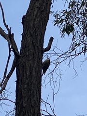 Cormobates leucophaea