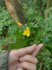 Pavonia sepium, photograph (c) Ezequiel Racker, some rights reserved (CC BY)