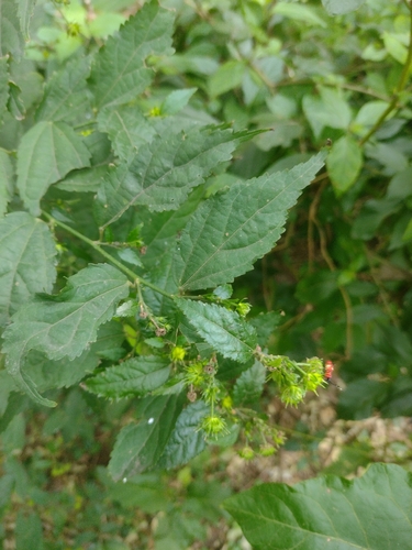 Pavonia sepium, photograph 4
