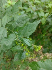 Pavonia sepium, photograph (c) Ezequiel Racker, some rights reserved (CC BY)