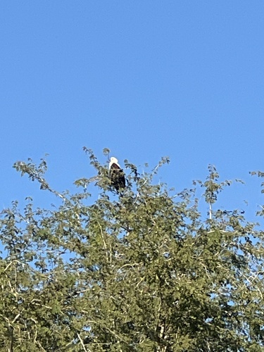 iNaturalist image