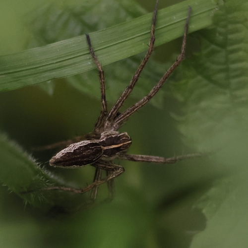 European Nursery Web spider