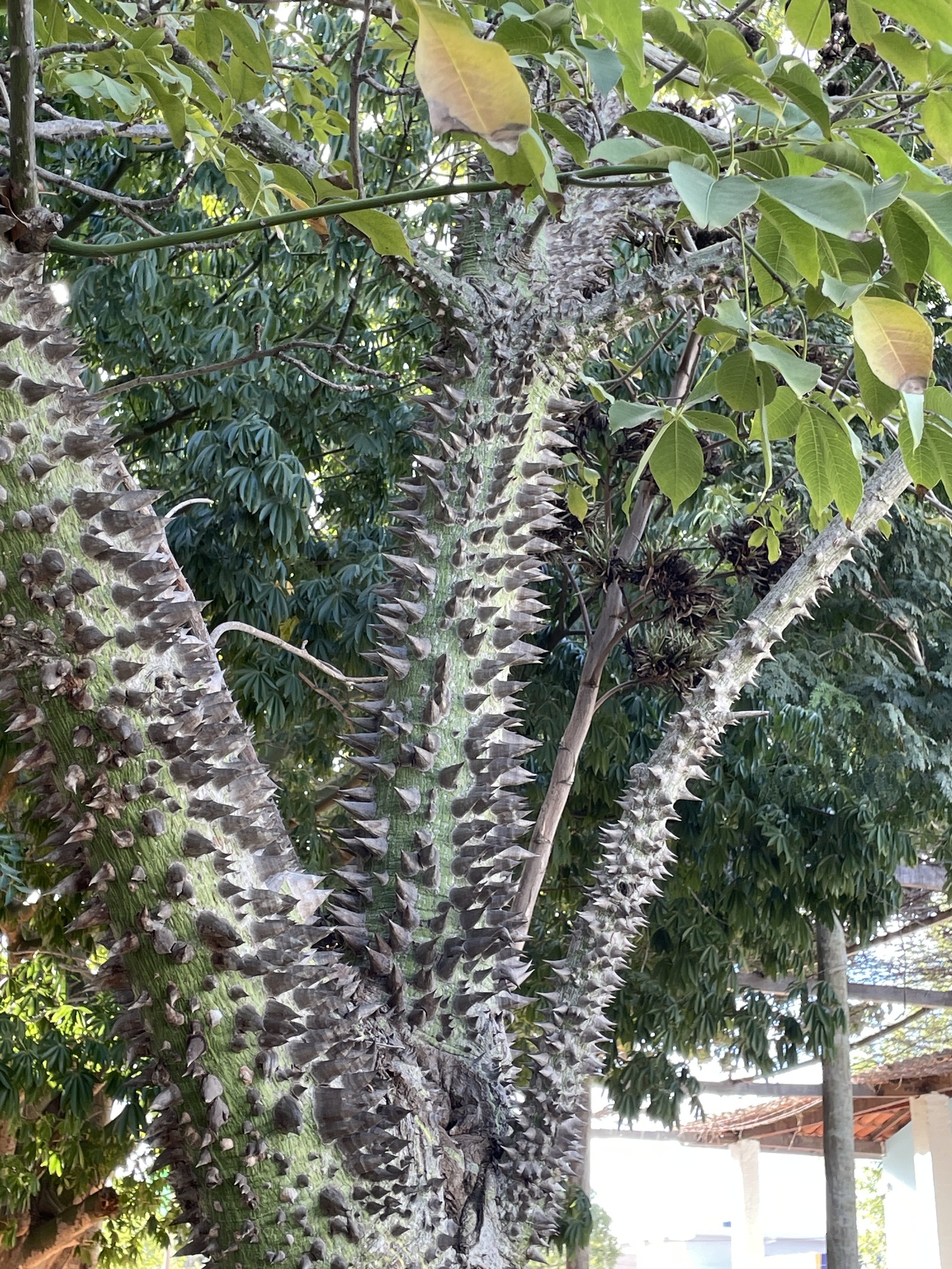 Ceiba glaziovii (Kuntze) K.Schum. 4