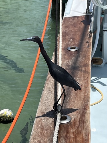 Little Blue Heron
