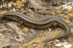 Chalcides ocellatus