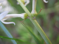 Stackhousia subterranea