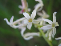 Stackhousia subterranea