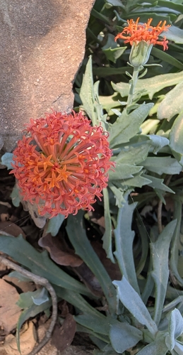 Kleinia fulgens