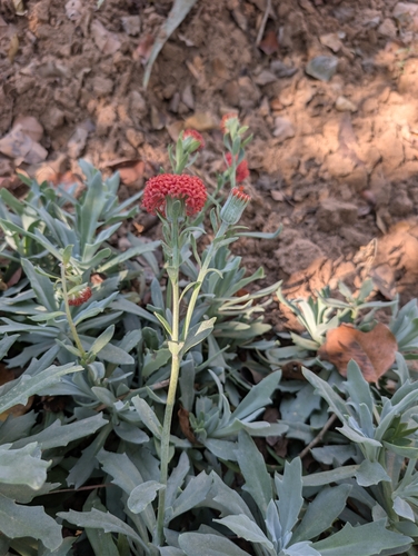 Kleinia fulgens