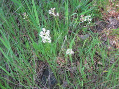Stackhousia subterranea
