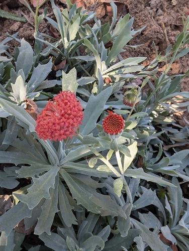Kleinia fulgens
