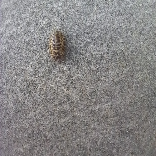 Versicolored Pill Woodlouse