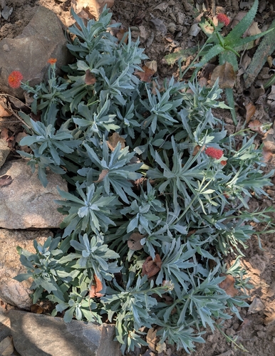 Kleinia fulgens