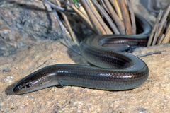 Chalcides chalcides