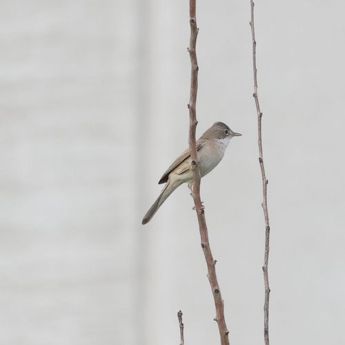 Common Whitethroat