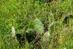 Opuntia oricola