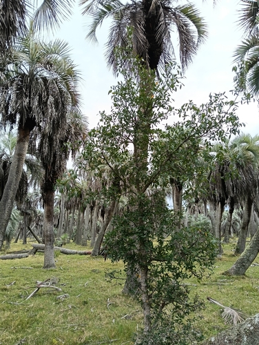 Sebastiania commersoniana