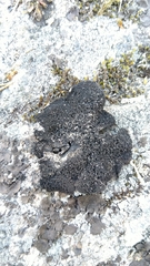 Umbilicaria polyrrhiza
