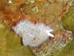 Pseudoceros goslineri