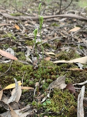 Pterostylis parviflora