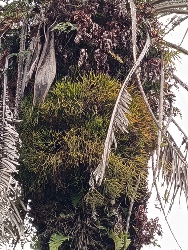 skeleton fork fern