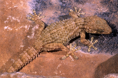 Tarentola deserti