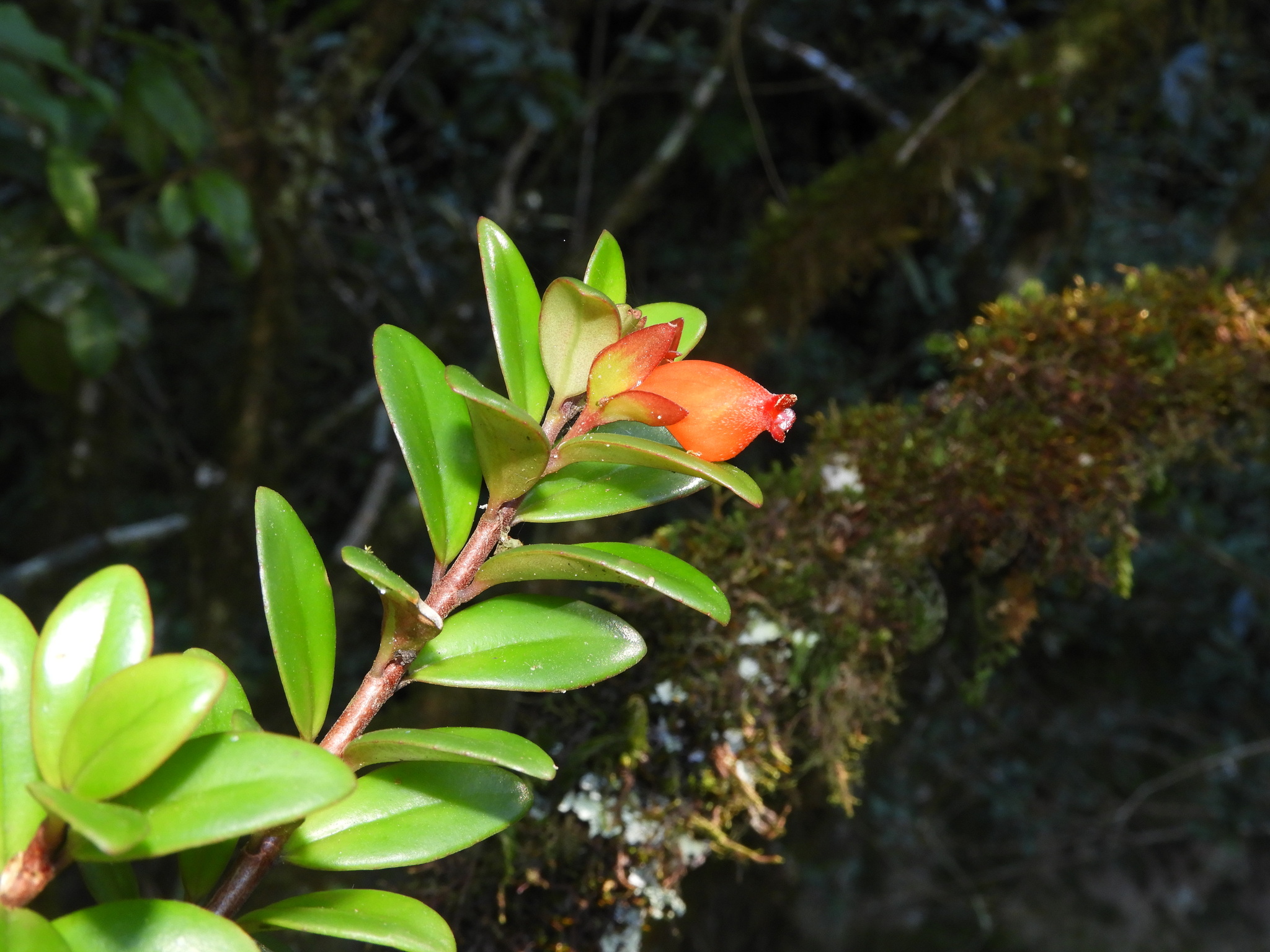 Nematanthus australis