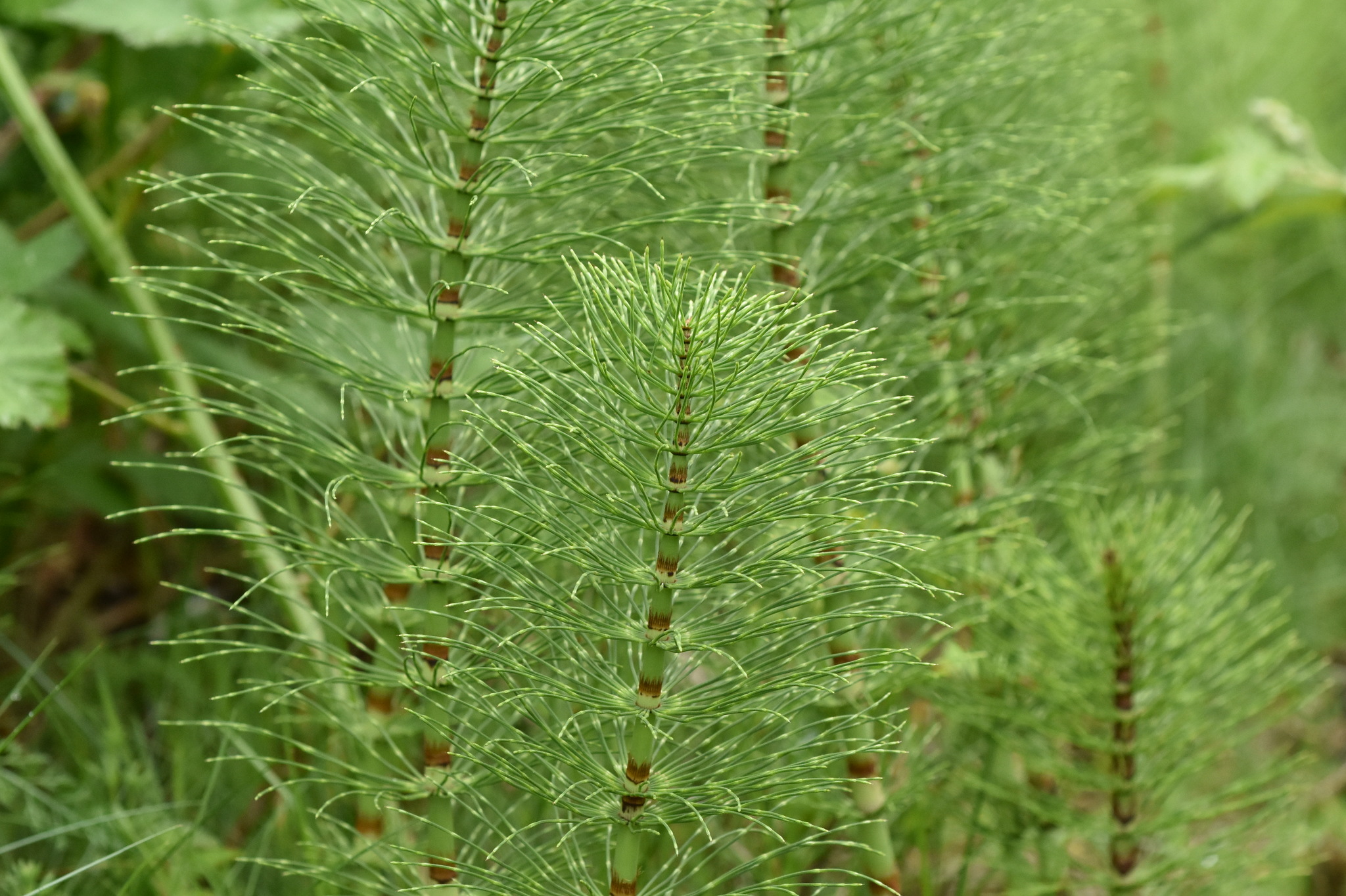 Equisetidae