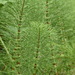Horsetails - Photo (c) Brett Jackson, some rights reserved (CC BY-NC)