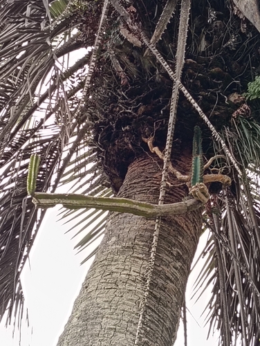 Andes organ pipe cactus