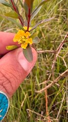 Heimia apetala, photograph (c) Maru Masseroni, some rights reserved (CC BY)