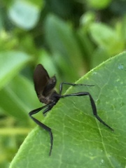 Bibio tenebrosus