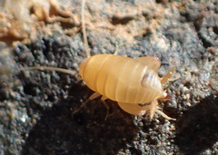 Myrmecophilus manni