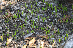 Allium ochotense