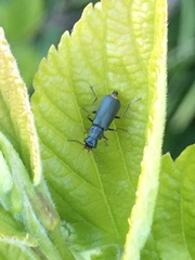 Malachius prolongatus