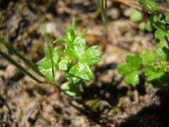 Hydrocotyle callicarpa