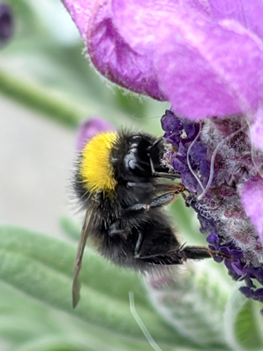 Early Bumble Bee