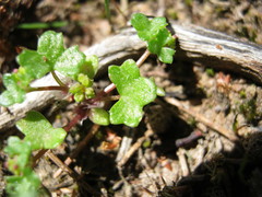 Hydrocotyle callicarpa