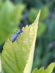 Malachius prolongatus