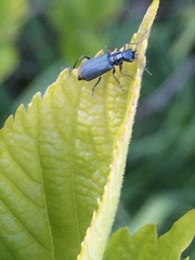 Malachius prolongatus