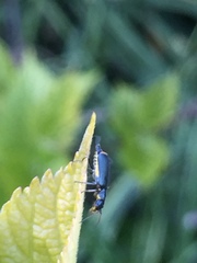 Malachius prolongatus