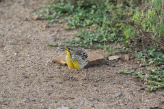 Macronyx aurantiigula