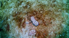 Goniobranchus kuniei