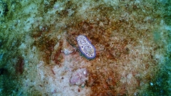 Goniobranchus kuniei