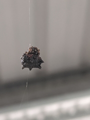 Thelacantha